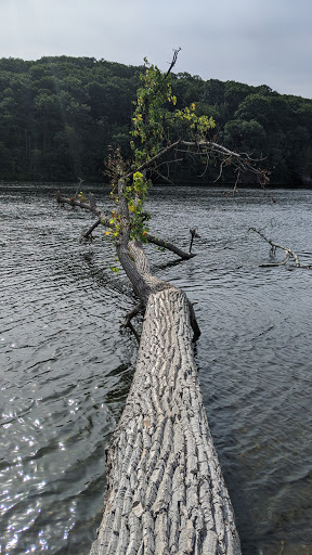 Tourist Attraction «Dinosaur Footprints», reviews and photos, US-5, Holyoke, MA 01040, USA