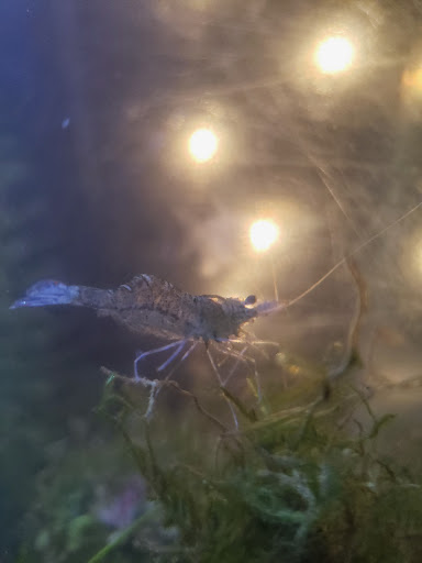 Pet Supply Store «Pet Supermarket», reviews and photos, 27955 US-98, Daphne, AL 36526, USA