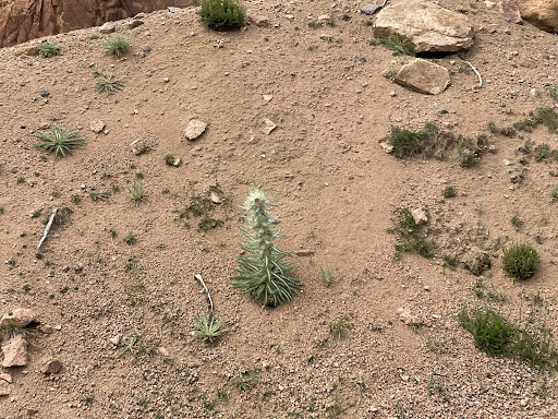 Tourist Attraction «Adventures Out West», reviews and photos, 1335 Manitou Ave, Manitou Springs, CO 80829, USA