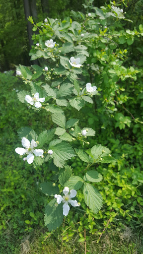 Golf Course «Pohick Bay Golf Course», reviews and photos, 10301 Gunston Road, Lorton, VA 22079, USA