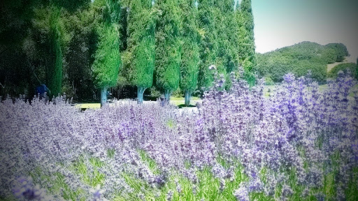 Monument «Pulgas Water Temple», reviews and photos, 56 Cañada Road, Redwood City, CA 94062, USA