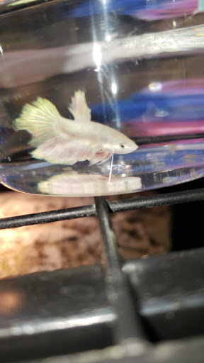 Pet Supply Store «Petco Animal Supplies», reviews and photos, 6025 Kruse Dr #159, Solon, OH 44139, USA