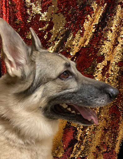 Pet Boarding Service «About Pets Center», reviews and photos, 1604 Conehurst Blvd, Salem, VA 24153, USA