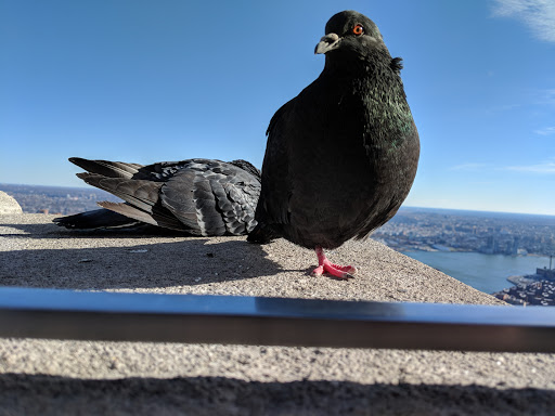 Historical Landmark «Empire State Building», reviews and photos, 350 5th Ave, New York, NY 10118, USA