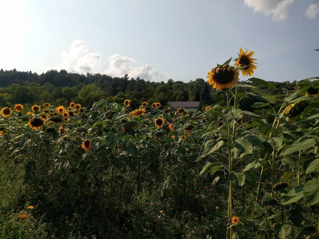 Parkplatz Tauberwiesen