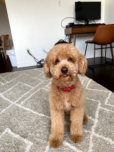 Pet Store «The Pet Set - Midtown», reviews and photos, 976 Piedmont Ave NE, Atlanta, GA 30309, USA