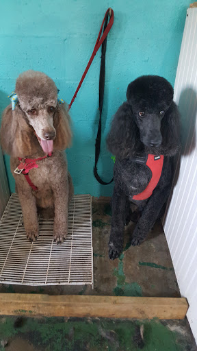 Pet Groomer «Precious Paws Pet Grooming», reviews and photos, 1807 Franklin St, Michigan City, IN 46360, USA