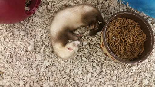 Pet Supply Store «Petco Animal Supplies», reviews and photos, 993 Branson Hills Pkwy, Branson, MO 65616, USA