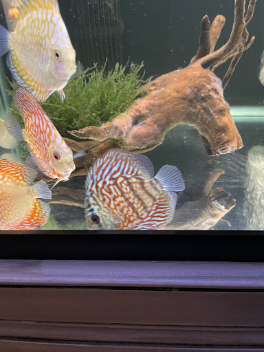 Tropical Fish Store «Jack Wattley Discus», reviews and photos, 6944 NE 4th Ave, Miami, FL 33138, USA
