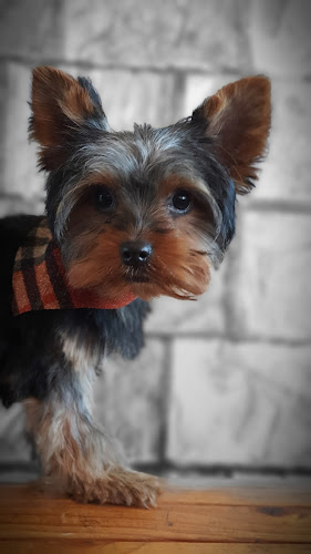 Comentarios y opiniones de Peluqueria canina orgánica y natural