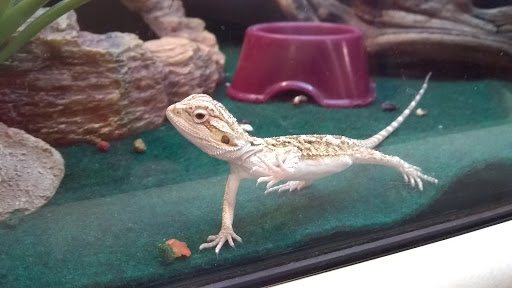 Pet Supply Store «PetSmart», reviews and photos, 8537 W Grand River Ave, Brighton, MI 48116, USA