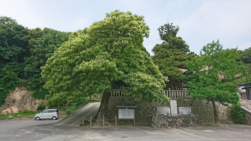 下関市指定天然記念物 川棚神社のチシャの木