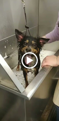 Pet Supply Store «Animal Connection LLC», reviews and photos, 1701 Allied St, Charlottesville, VA 22903, USA