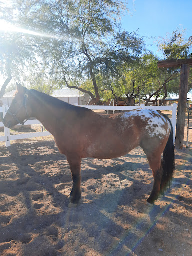 Sonoran Stables