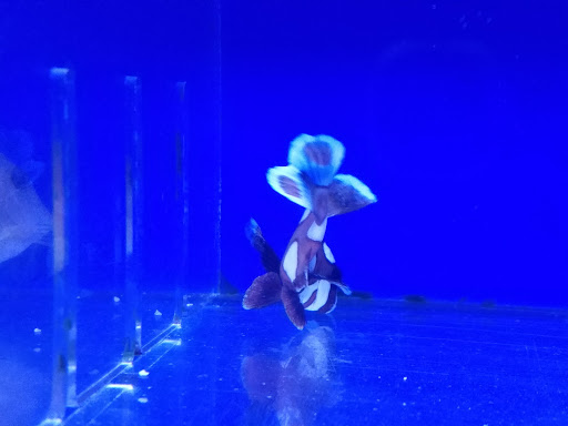 Aquarium «Oceans Direct», reviews and photos, 215 W State Rd 434, Longwood, FL 32750, USA