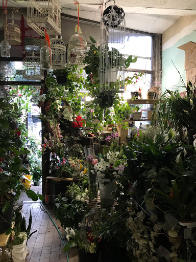 Fleuristes spécialisés en bonsaï en Montreal