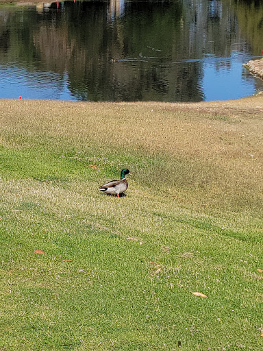 Golf Club «Rio Bravo Country Club», reviews and photos, 15200 Casa Club Dr, Bakersfield, CA 93306, USA