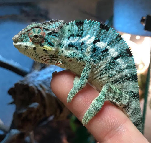 Pet Store «The Pet Shop», reviews and photos, 2235 S Power Rd #107, Mesa, AZ 85209, USA