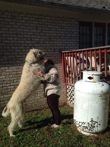 Pet Cemetery «All-Tenn Pet & Horse Cremations», reviews and photos, 2106 Ritter Rd, La Vergne, TN 37086, USA