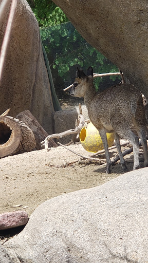 Zoo «Alaskan Adventure Henry Doorly Zoo», reviews and photos, 3701 S 10th St, Omaha, NE 68107, USA