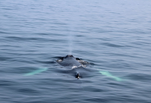 Cruise Agency «Capt. Bill & Sons Whale Watch», reviews and photos, 24 Harbor Loop, Gloucester, MA 01930, USA
