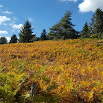 Photo n° 4 de l'avis de Thx52.a fait le 15/10/2018 à 20:38 pour Ferme-auberge Musmiss à Soultzeren