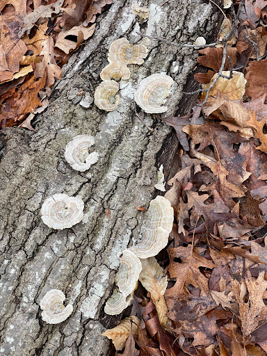 Park «Fairfax Villa Park», reviews and photos, 11399 Park Dr, Fairfax, VA 22030, USA