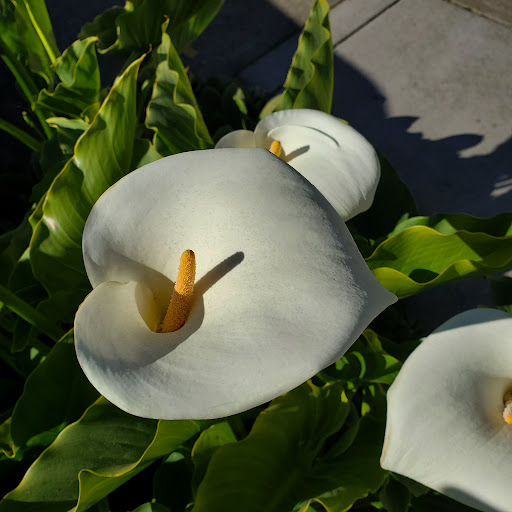 Cafe «Trinks Cafe & Bakery», reviews and photos, 39140 CA-1, Gualala, CA 95445, USA