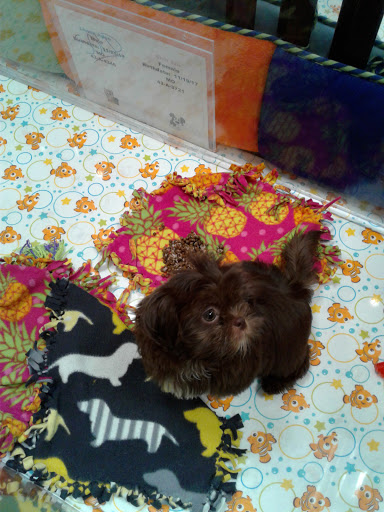 Pet Store «Charm City Puppies», reviews and photos, 8205 Snowden River Pkwy, Columbia, MD 21045, USA