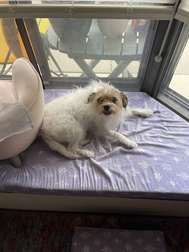 Omaha Pet Vaccination Clinic