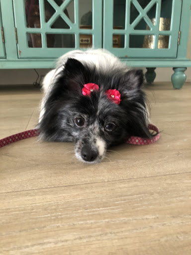 Pet Store «Pets Place Grooming», reviews and photos, 1272 SW California Blvd, Port St Lucie, FL 34953, USA