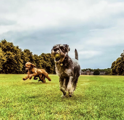 Reviews of VolPets London dog walker & trainer in London - Dog trainer