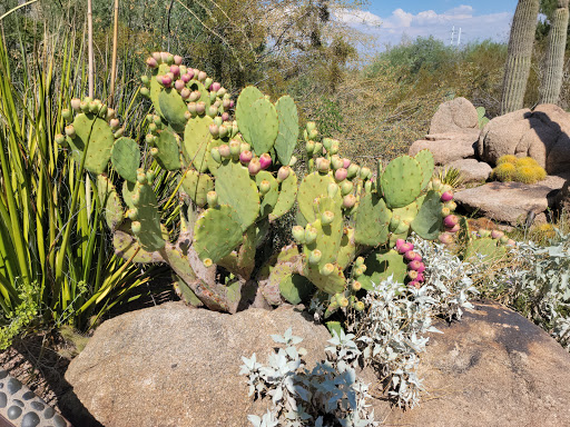 Botanical Garden «Desert Botanical Garden», reviews and photos, 1201 N Galvin Pkwy, Phoenix, AZ 85008, USA