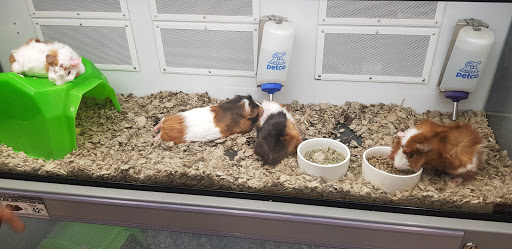 Pet Supply Store «Petco Animal Supplies», reviews and photos, 5994 Montana Ave, El Paso, TX 79925, USA