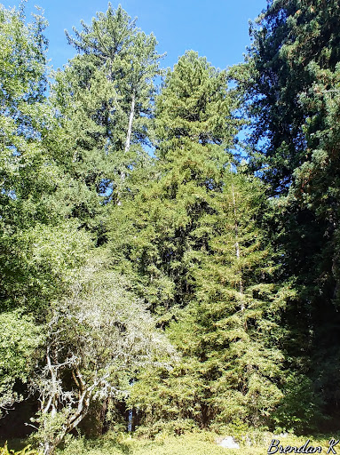 Nature Preserve «LandPaths Grove of Old Trees», reviews and photos, 17599 Fitzpatrick Ln, Occidental, CA 95465, USA