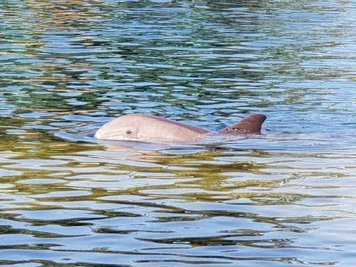 Water Park «Discovery Cove», reviews and photos, 6000 Discovery Cove Way, Orlando, FL 32821, USA