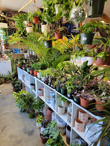 Toy Store «Zonkey», reviews and photos, 161 Jackson St, San Jose, CA 95112, USA