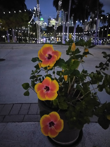 Performing Arts Theater «Broward Center for the Performing Arts», reviews and photos, 201 SW 5th Ave, Fort Lauderdale, FL 33312, USA