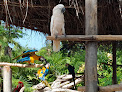 Falconry courses Punta Cana