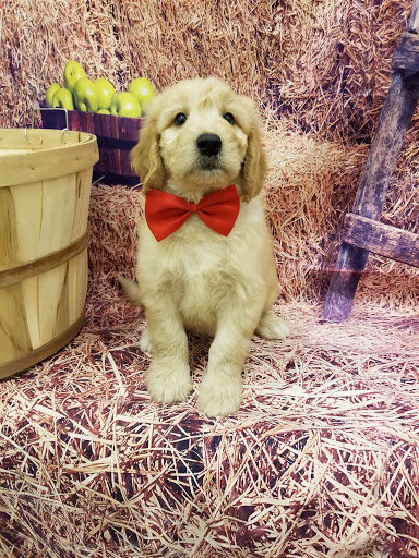 Pet Store «Happiness Is Pets», reviews and photos, 2936 Showplace Dr, Naperville, IL 60564, USA