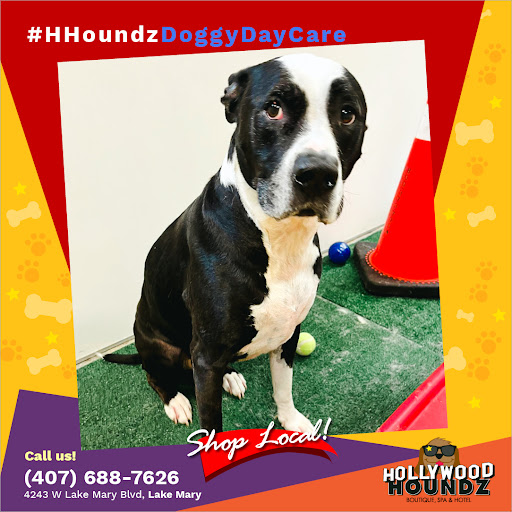 Pet Groomer «Hollywood Houndz Boutique, Spa & Hotel», reviews and photos, 4243 W Lake Mary Blvd, Lake Mary, FL 32746, USA