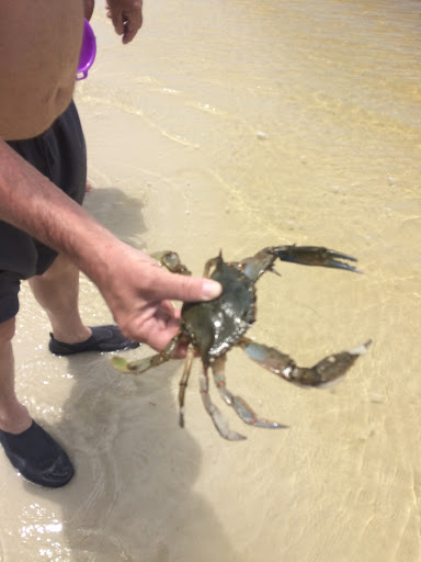 Tourist Attraction «Shell Island Beach», reviews and photos, 4607 State Park Ln, Panama City, FL 32408, USA