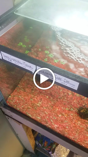 Pet Store «Southside Pet Shop», reviews and photos, 7031 Southside Dr, Louisville, KY 40214, USA