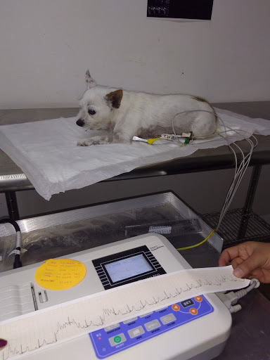 Hospital para Mascotas de Toluca HMT