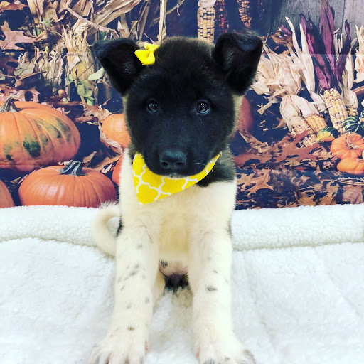 Pet Store «Happiness Is Pets Vi», reviews and photos, 616 E Roosevelt Rd, Lombard, IL 60148, USA