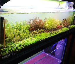 PUTRI AQUARIUM photo