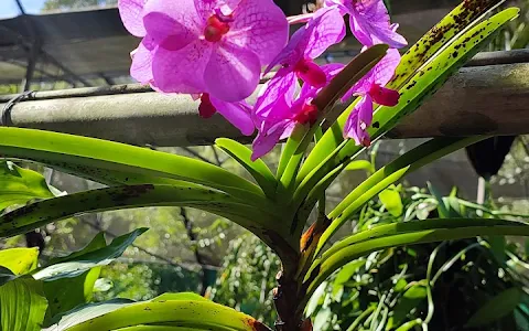 Kaziranga National Orchid and Biodiversity Park image