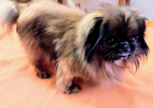 Ντάκουλα Βαΐα