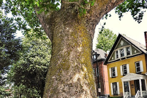 Oldest Tree In Buffalo