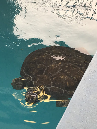 Aquarium «Clearwater Marine Aquarium», reviews and photos, 249 Windward Passage, Clearwater, FL 33767, USA